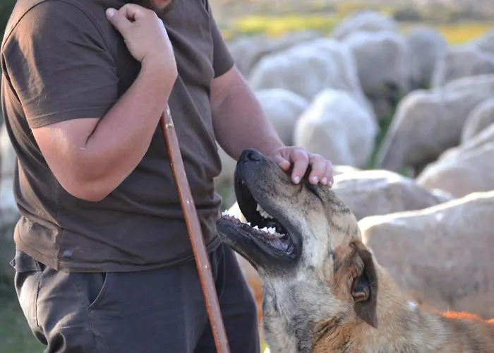 As Fuebas De Patricio